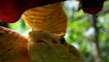 Deadly 60 S02E05 Costa Rica 2