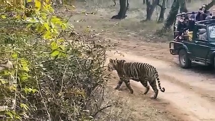 बाघिन जिप्सी के पास आई तो थमी पर्यटकों की सांसें