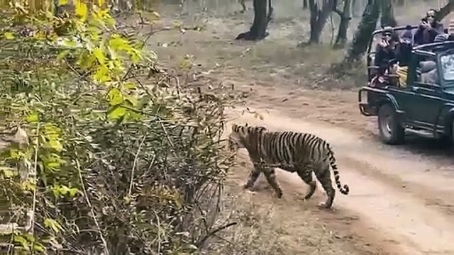 बाघिन जिप्सी के पास आई तो थमी पर्यटकों की सांसें