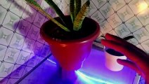 How to grow snake plant fast , why it is so perfect ?  #snakeplant #care&tips