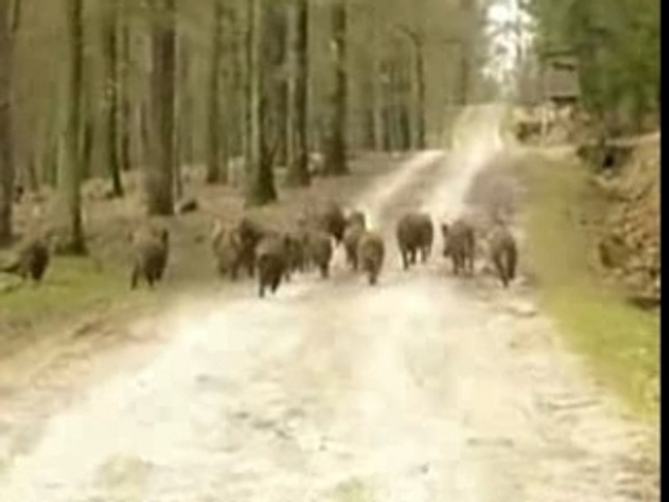 Le Sanglier contemporain