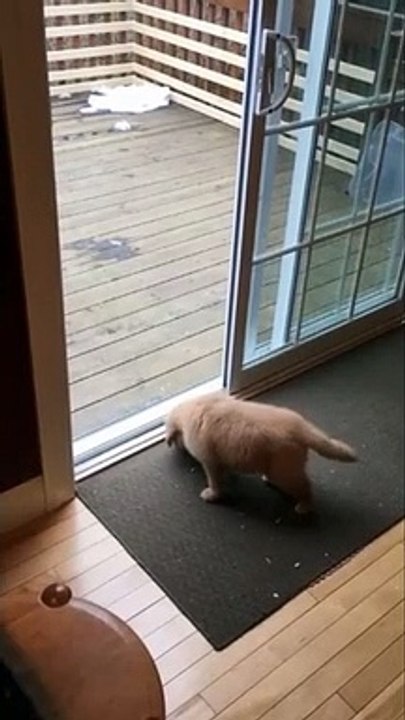 Puppy's first time conquering doorstep is simply adorable