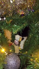 Kitten gets caught climbing Christmas tree.