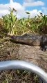 Un alligator saute dans un bateau de touristes... terrifiant