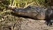 Un alligator saute dans un bateau de touristes... terrifiant
