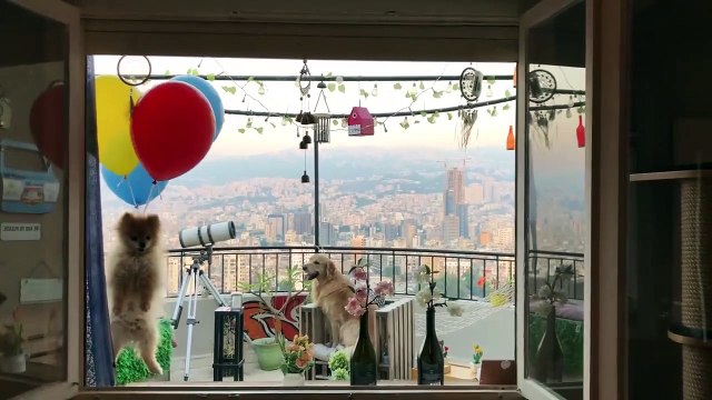 Un chien s'envole façon La Haut , accroché à des ballons