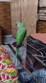 Talking parrot speaking