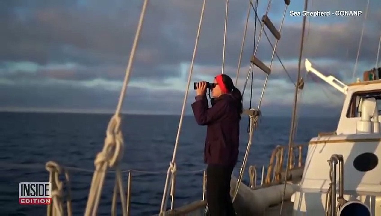 Was a New Whale Species Just Discovered