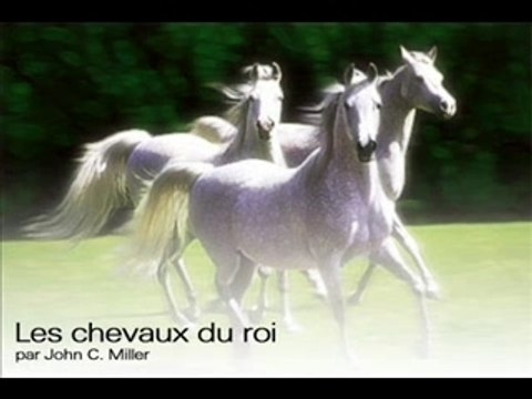 Chevaux chevale pur sang arabe