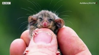 Tiny possum species found alive after bushfires