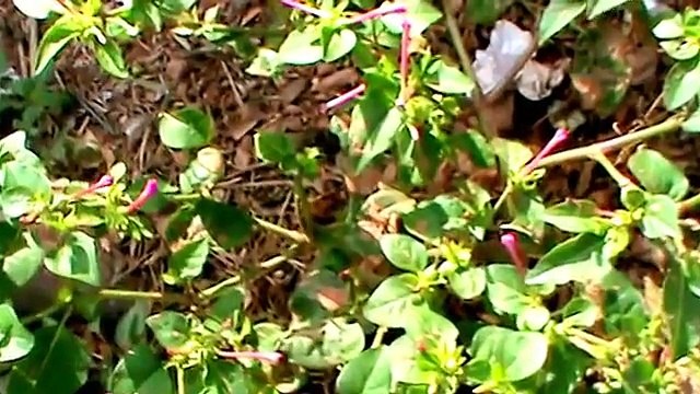 Mirabilis plant , Bonina ou Maravilha ( Mirabilis jalapa)