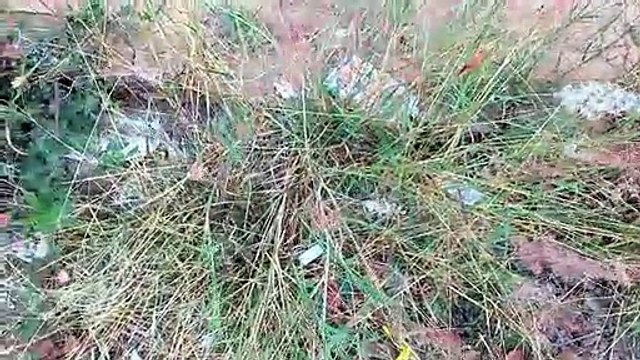 Rose Natal grass, Natal red top, Natal grass ,Capim favorito (Rhynchelytrum repens)