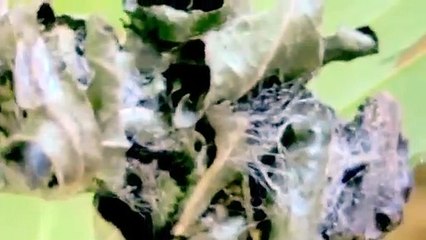 Bicho do cesto, bicho canasto (Oiketicus platensis)