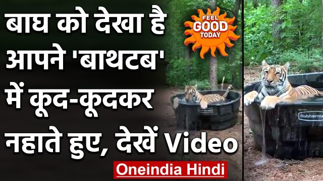 Viral Video: Tub Bath लेते हुए Tiger का Video, Social Media पर हो रहा Viral । वनइंडिया हिंदी