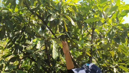 Cultivo de Aguacate || Zona Agroecologica Libre de Barrenador ||  Salomón Hernandes rex