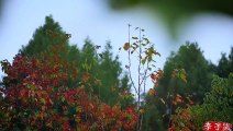 ¡Que los caquis rojos y rojos te traigan un feliz y próspero año nuevo!