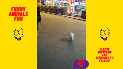 Funny Animals Fun Compilation -5/Funny Animals Fun