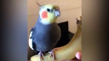 Funny Parrots Compilation - Parrot singing and dancing