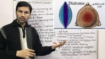 Protista(2)-Chrysophytes(Diatoms & Desmids) & Dinoflagellates