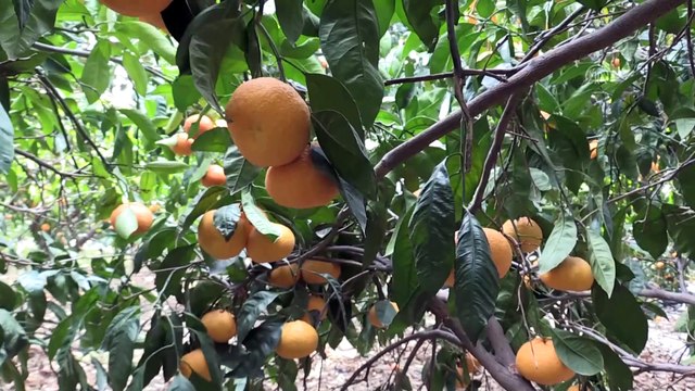 HATAY - Rekoltesi düşen mandalina fiyatıyla üreticisini sevindirdi