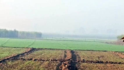 खेतों में घूमता दिखा बाघ, ग्रामीणों में दहशत