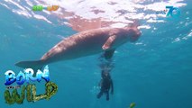 Born to be Wild: Dugongs of Busuanga