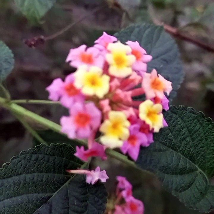 Nature 's beauty