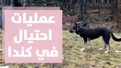 الساعون إلى اقتناء كلاب في كندا يتعرضون لعمليات احتيال