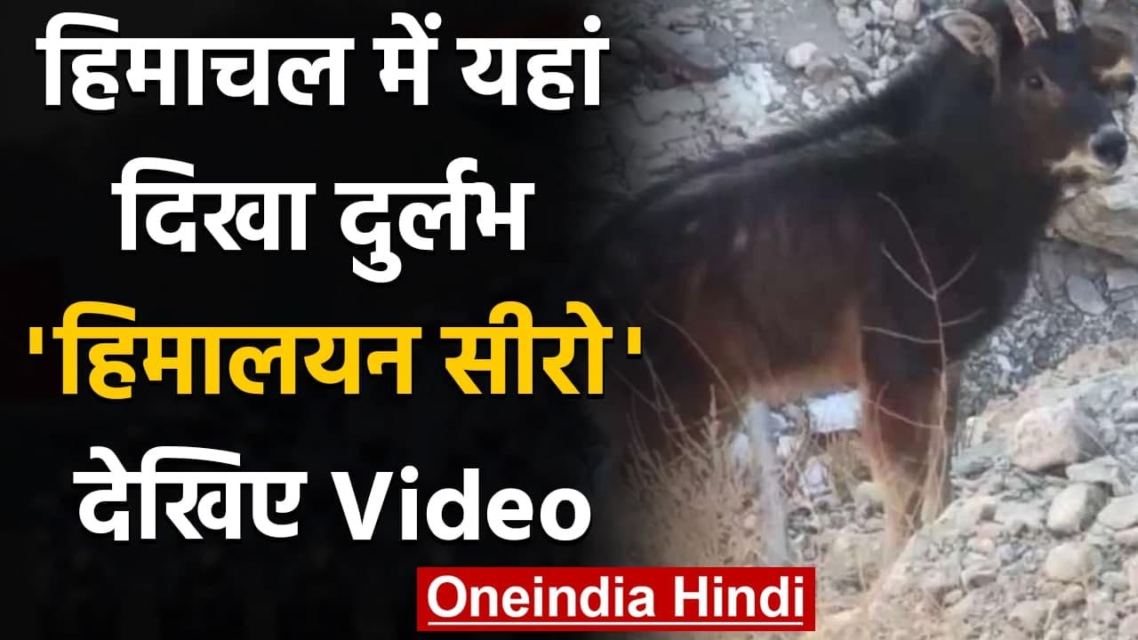 Himachal Pradesh के Lahaul-Spiti के Hurling में दिखा दुर्लभ हिमालयन सीरो, देखिए | वनइंडिया हिंदी