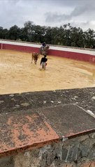 Manuel Perera, raza y toreo del bueno entre el lodazal