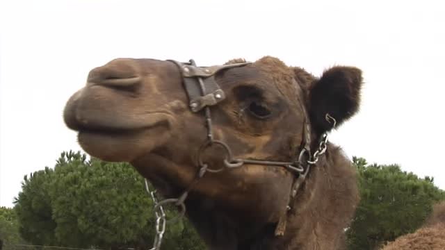 Los camellos reales descansan en Doñana esperando a Melchor, Gaspar y Baltasar