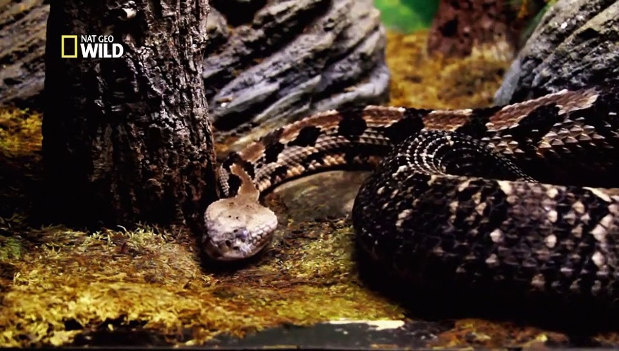 Un serpent très résistant