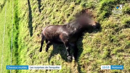Chevaux mutilés : la plupart des cas seraient d’origine naturelle