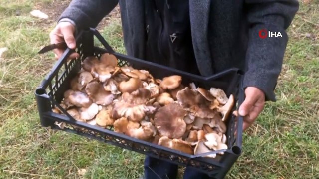 Kesilmiş ladin ağacı kökünden toplayıp, kilosunu 30 liradan satıyorlar