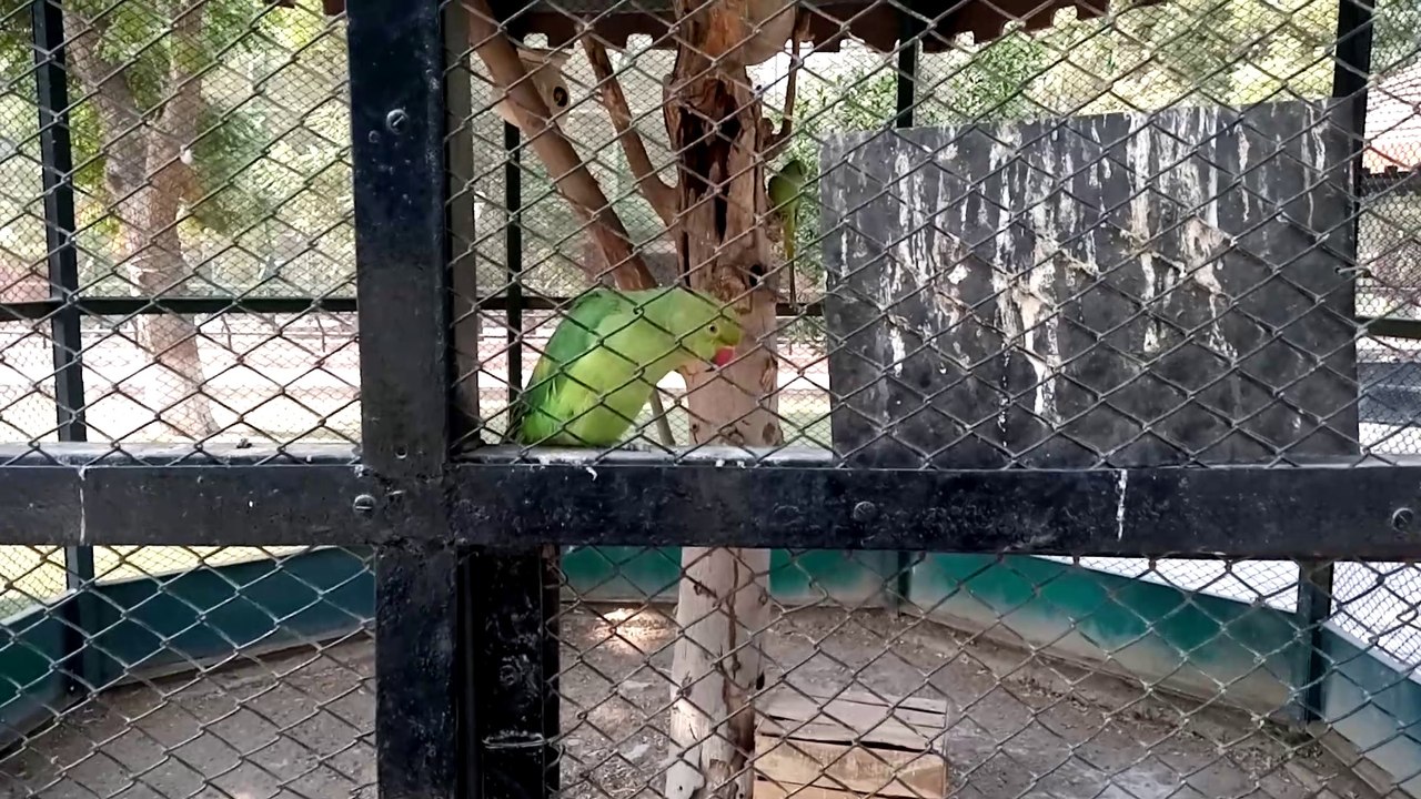 Beautiful Parrot