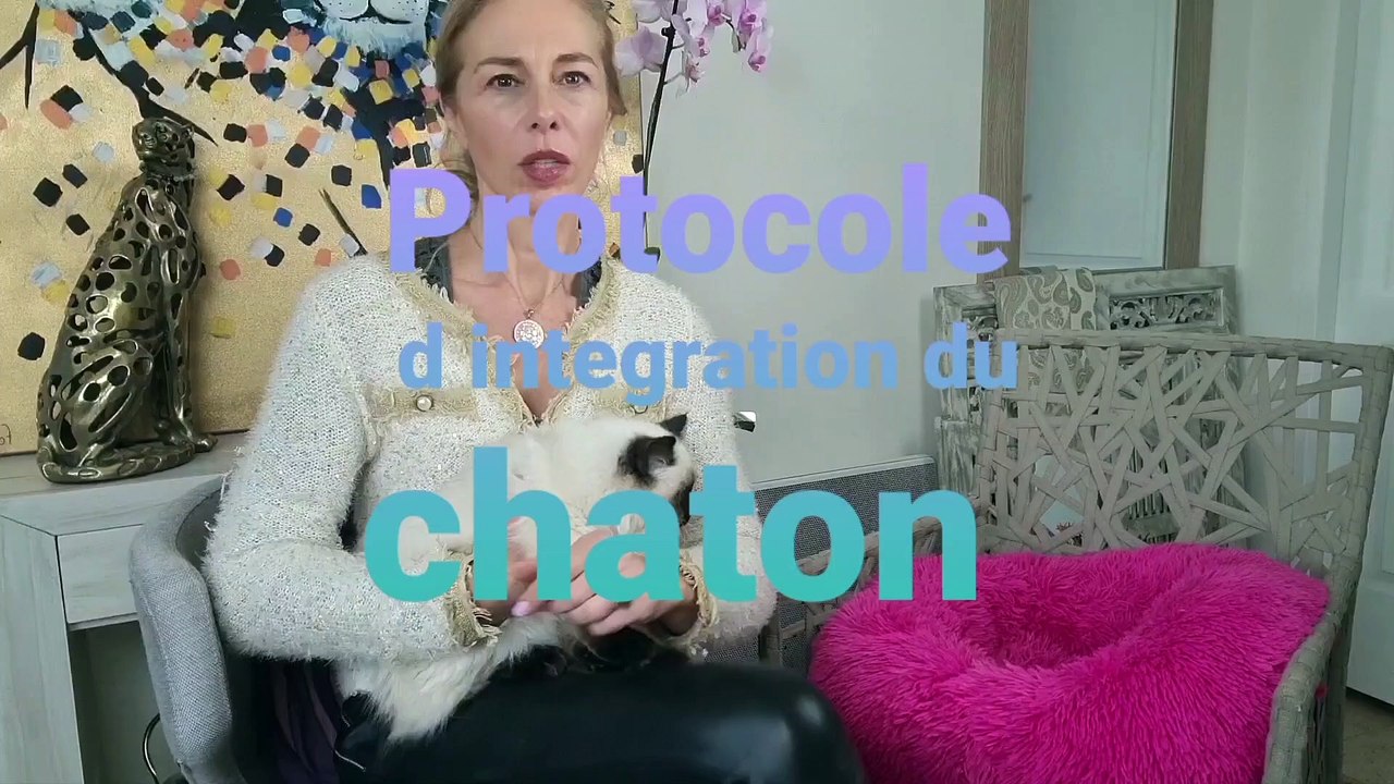 PROTOCOLE D INTEGRATION DU CHATON