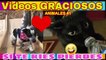 Videos De Risa 2020 nuevos  Animales Graciosos - Momentos Divertidos Perros y Gatos  Chistosos #1