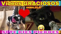 Videos De Risa 2020 nuevos  Animales Graciosos - Momentos Divertidos Perros y Gatos  Chistosos #1