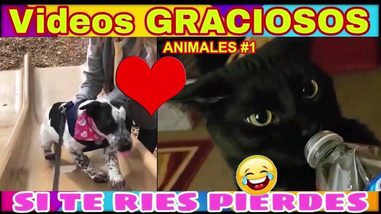Videos De Risa 2020 nuevos  Animales Graciosos - Momentos Divertidos Perros y Gatos  Chistosos #1