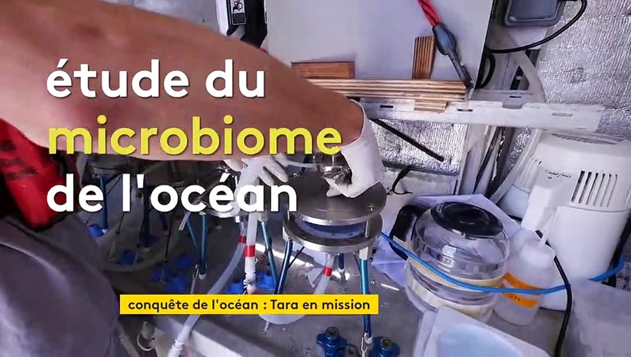 À Lorient, la goélette Tara fait voile à la recherche du microbiome et espère éviter le Covid-19