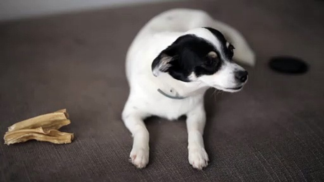 Funny Dogs video for kids