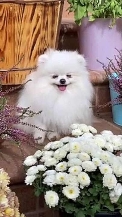 Funny animals videos for kids