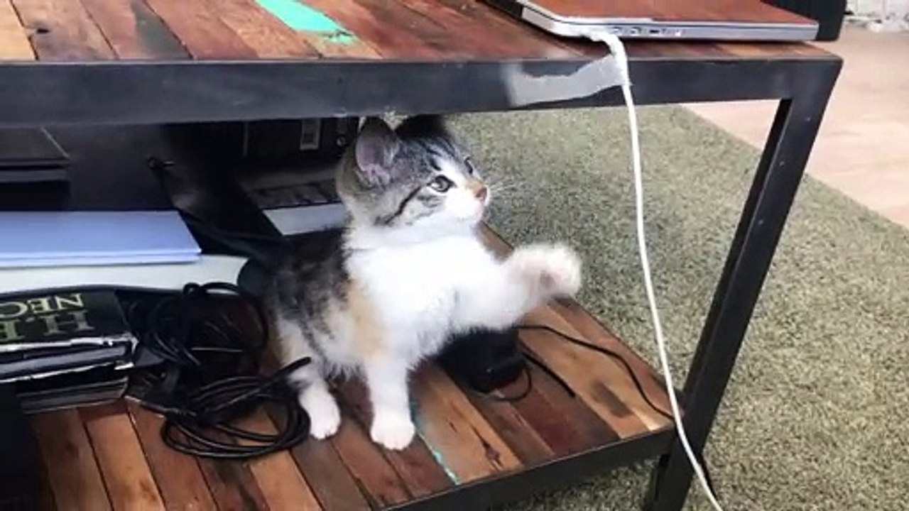 Best funny cats video for kids