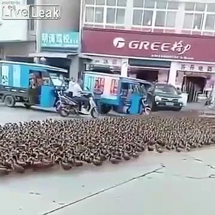 Il promène ses canards dans les rues... beaucoup de canards