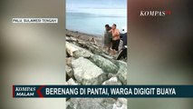 Warga Digigit Buaya Saat Berenang di Pantai, BKSDA: Habitat Buaya Semakin Sempit