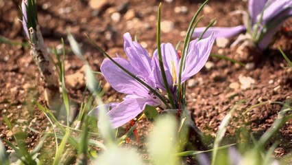 في الأردن.. أول مزرعة للذهب الأحمر