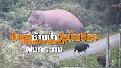 นทท. ตื่นตา 'ฝูงช้างป่า' เกือบประจันหน้า 'ฝูงกระทิงป่า' วังน้ำเขียว