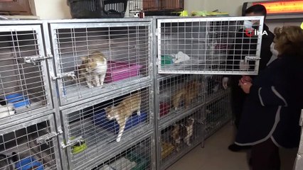 Depremde Dilek Sitesi enkazından kurtarılan kediler sıcak yuva arıyor