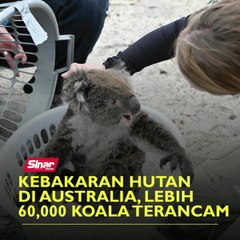Kebakaran hutan di Australia, lebih 60,000 koala terancam