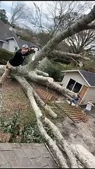 Tree Stands Upright After Chainsaw Cut